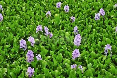 从澳洲花500多欧元买的大龙虾6斤多重,却被执法人员没收了