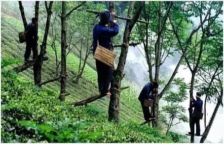 为什么厂家会给红木家具上生漆？原来有这么多优点！