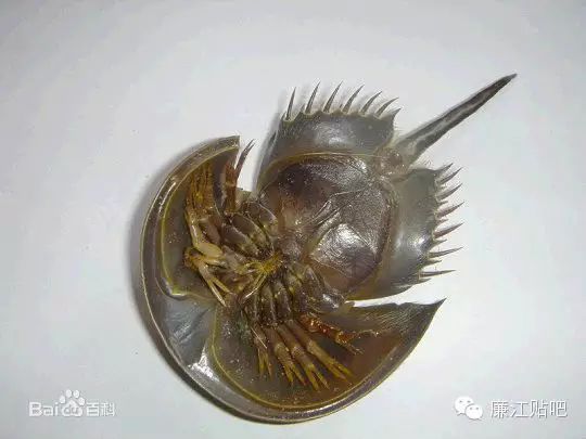 形態特徵:美國鱟(limulus polyphemus)鱟起源甚早,被稱為活化石.