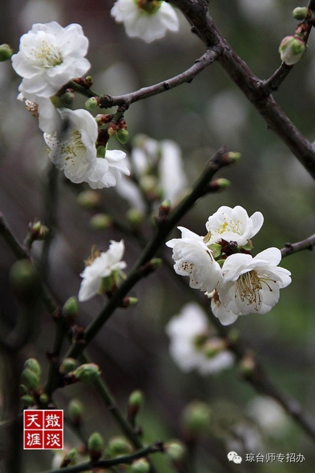 醉红尘丨只为琼台书院那一抹白梅香,惊艳了时光