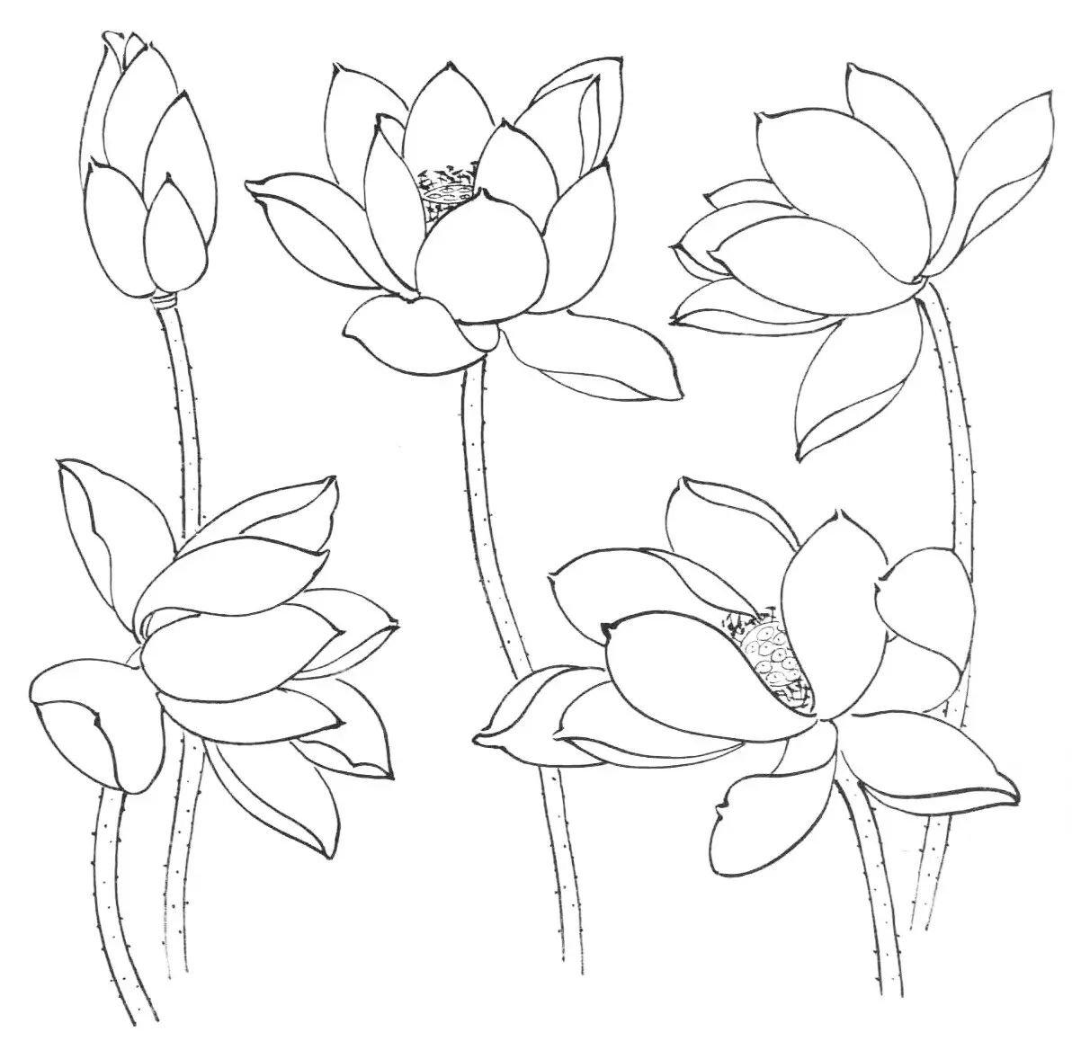 国画教程怎样画水墨荷花