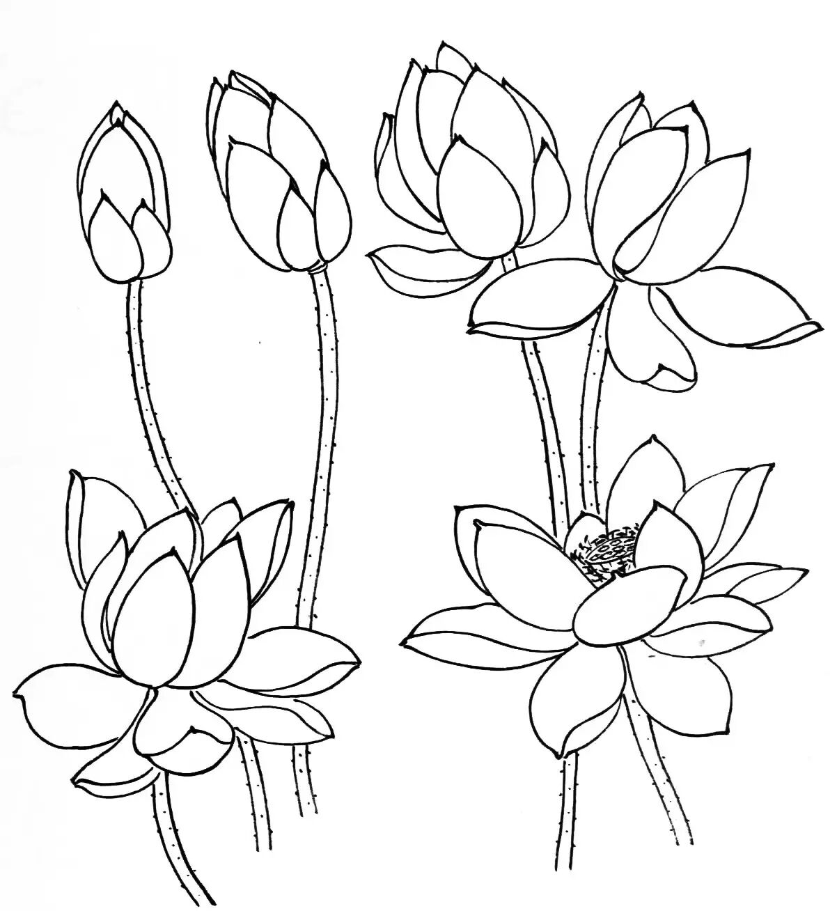 国画教程怎样画水墨荷花