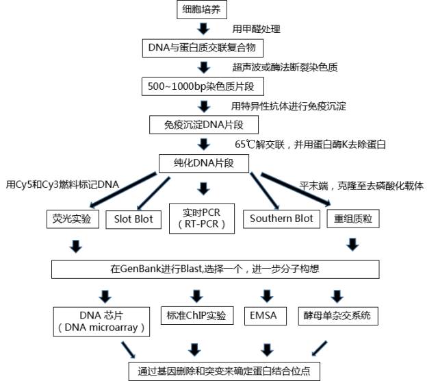 ep管和离心管的区别_离心管简称_eppendorf离心管