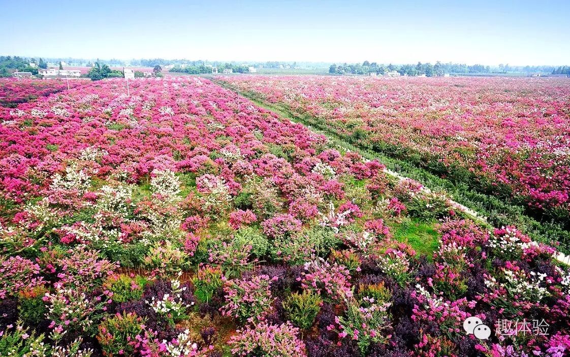 成都3000亩紫薇花海招募免费"试玩"达人,军屯微攻略大赛启动!