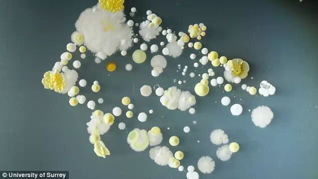 萨里大学学生发现的另一种细菌是蕈状芽孢杆菌.