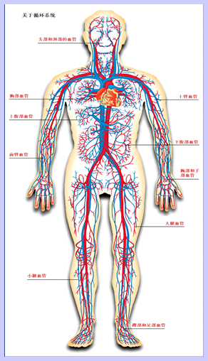 人体的结构层次顺序图片