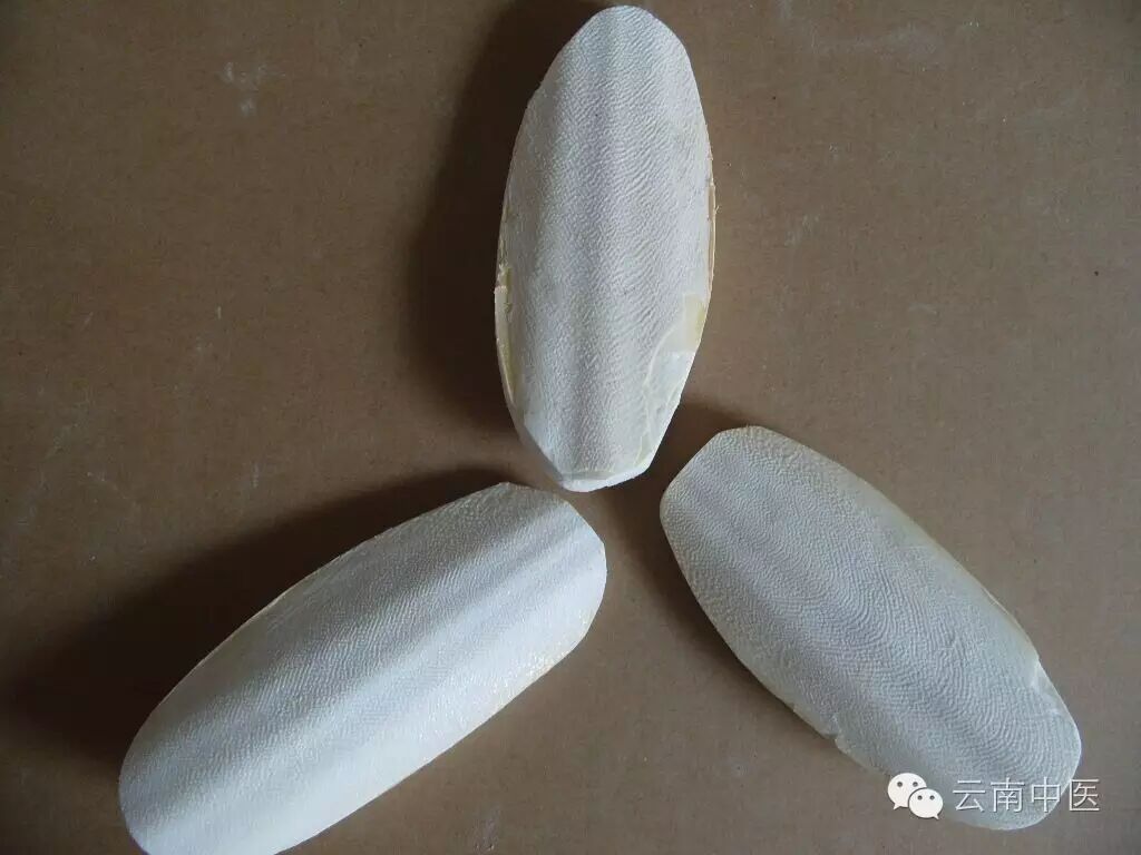 跟我识中药 来自大海的中药——固精止血的海螵蛸