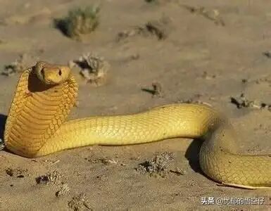 造成非洲蛇伤最多的毒蛇其攻击一次产生的毒液足以杀死6人