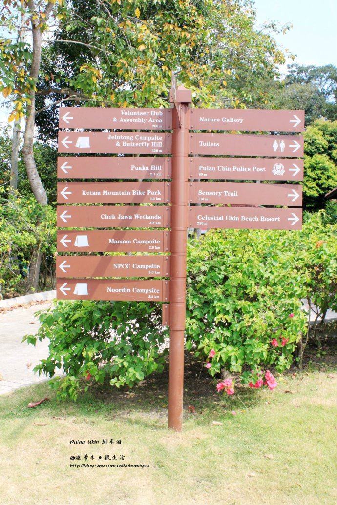 新加坡世外桃源乌敏岛详细行程示范骑单车看野猪