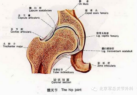 外,像髖關節骨關節炎,骶髂關節病變和腰椎病變等均可能導致髖周圍疼痛