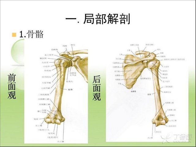肱骨近端骨折分类及病例分析 - 小骨头 - 小骨头的博客