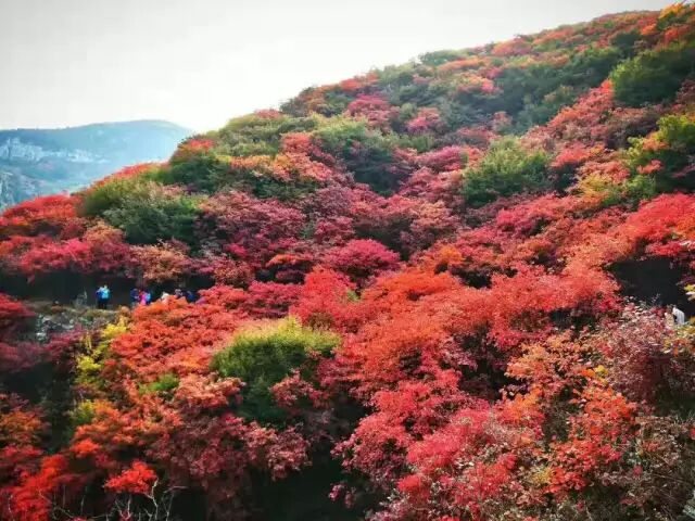新线新景区赏红叶 10月19 日 青州天赐山赏红叶一日游 淄博柳泉户外 微信公众号文章阅读 Wemp