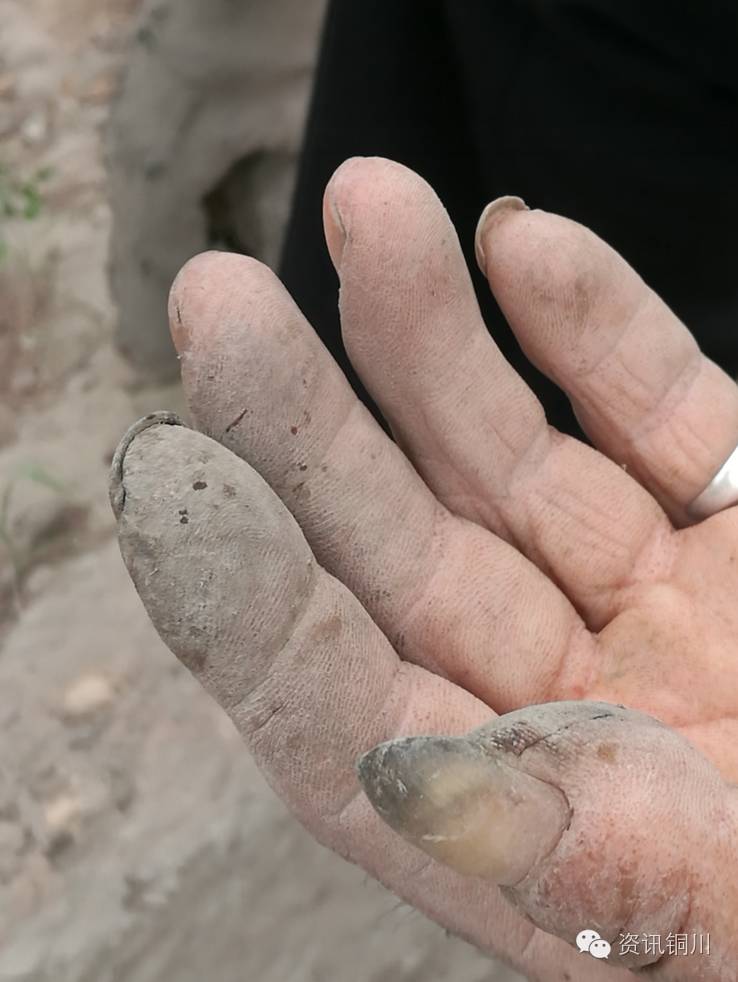 老人辛苦一年种花椒却被水泥全毁坏