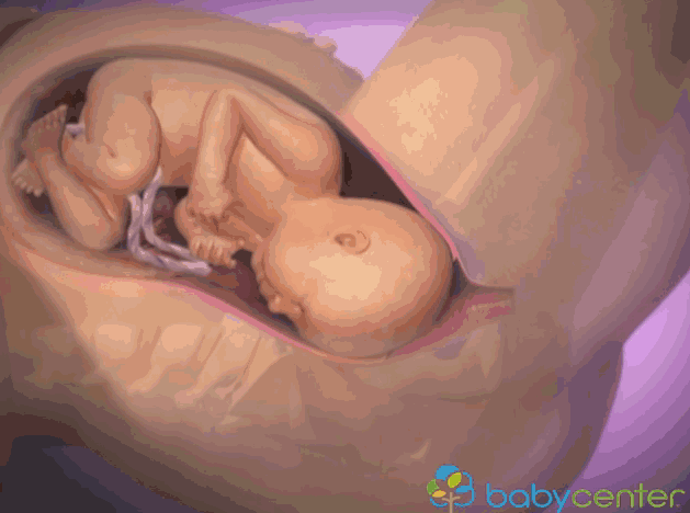 3D模擬女生生產全過程，男人請好好愛惜孩子的母親！ 親子 第6張