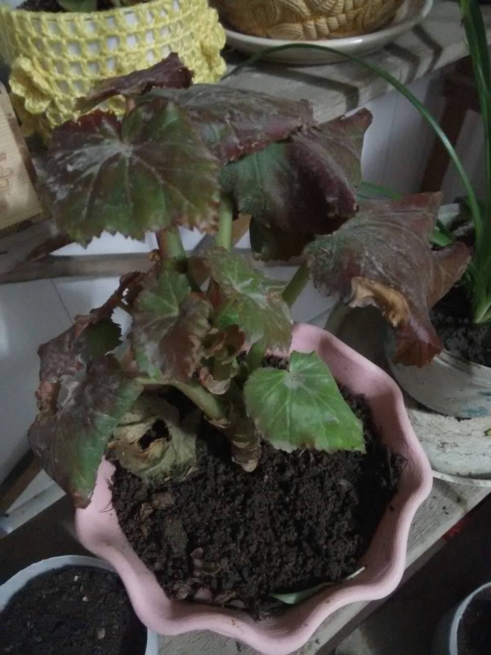 口-养花秘笈~ 【花病防治】 03 10种常见绿植的死亡原因,怎么解决