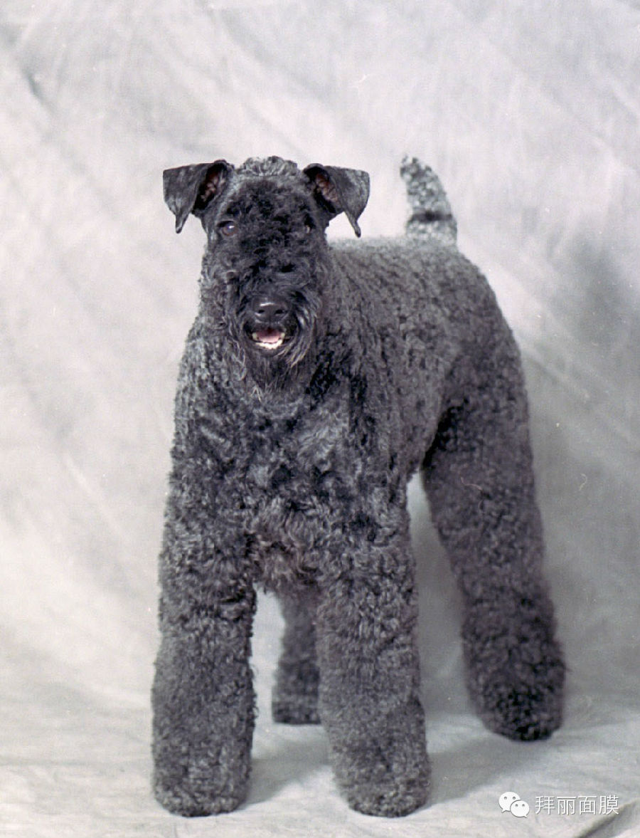 45种狗狗很难得一见你认识几种