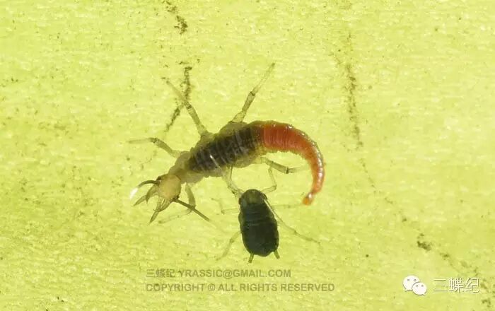 这只褐蛉幼虫则刚刚蜕皮,下方有一只长翅型的蚜虫.