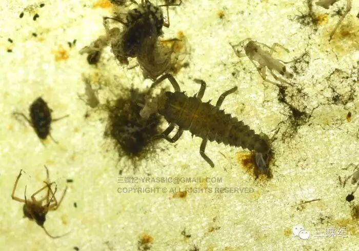 中间那只看起来丑陋的黑虫,正是捕食蚜虫的高手——瓢虫的幼虫.