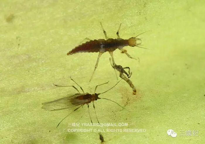 这应该是褐蛉的末龄幼虫,正在享受蚜虫大餐.左边那堆红色是它排出的.