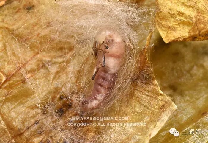 幼虫继续用马氏管分泌的丝包裹身体,最后在落地生根花萼筒上完成的