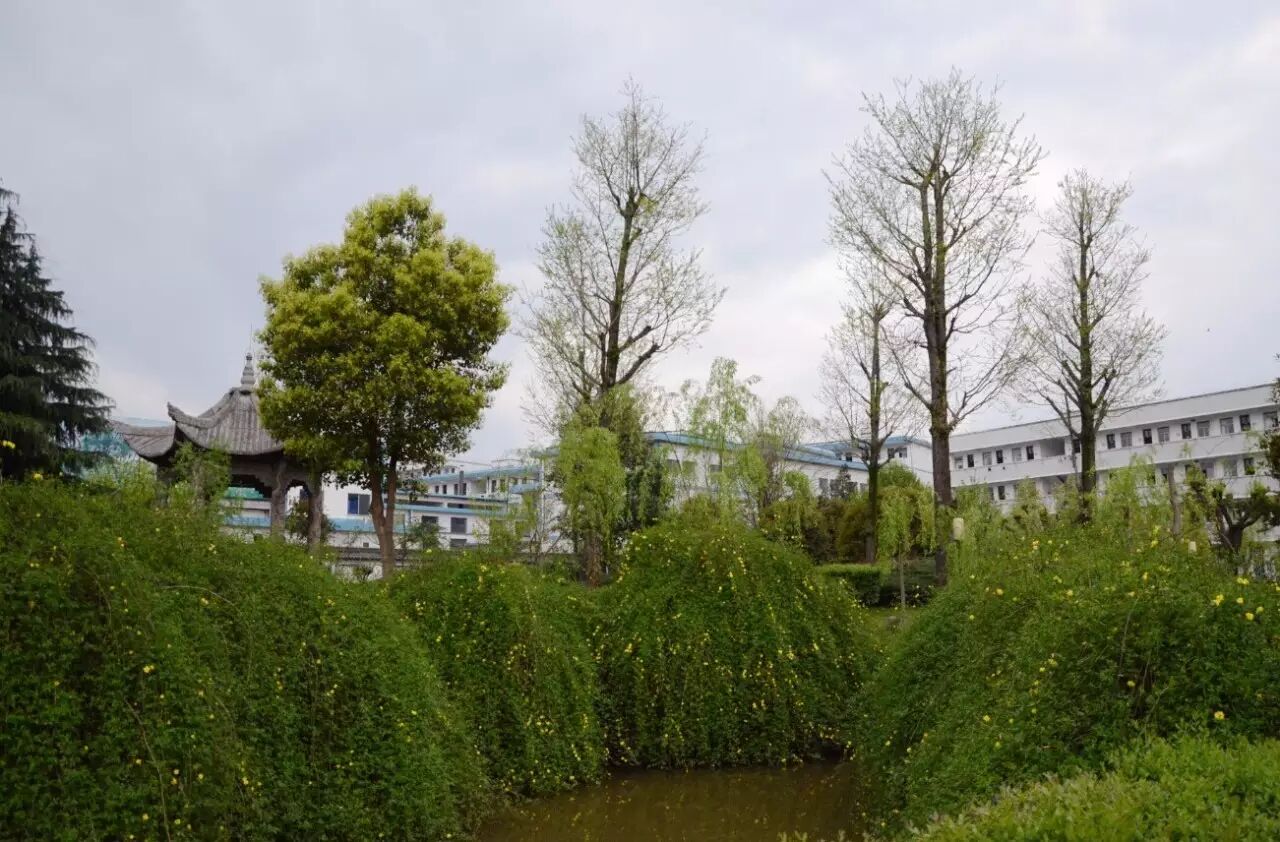 草塔中学这两年是一年比一年美.草塔中学你懂的!