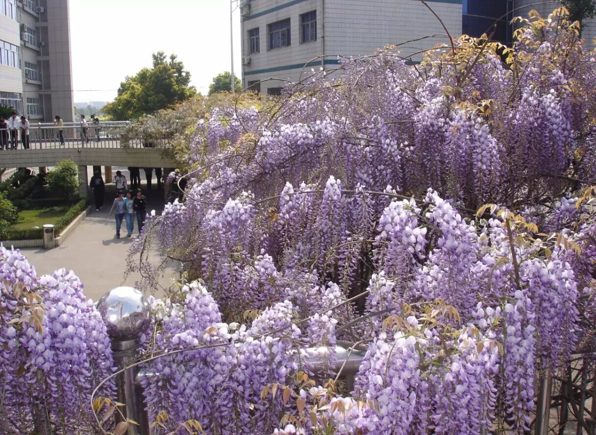 牌头中学不信看照片啦!老早毕业的校友们恐怕都要不认识了.