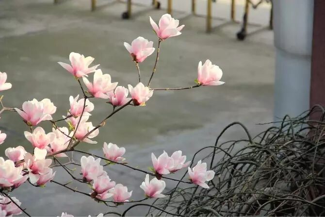 学勉中学每次有人提起学勉中学,总会有个人跳出来说它是个很美的学校!