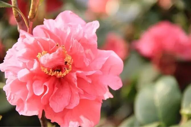 学勉中学每次有人提起学勉中学,总会有个人跳出来说它是个很美的学校!