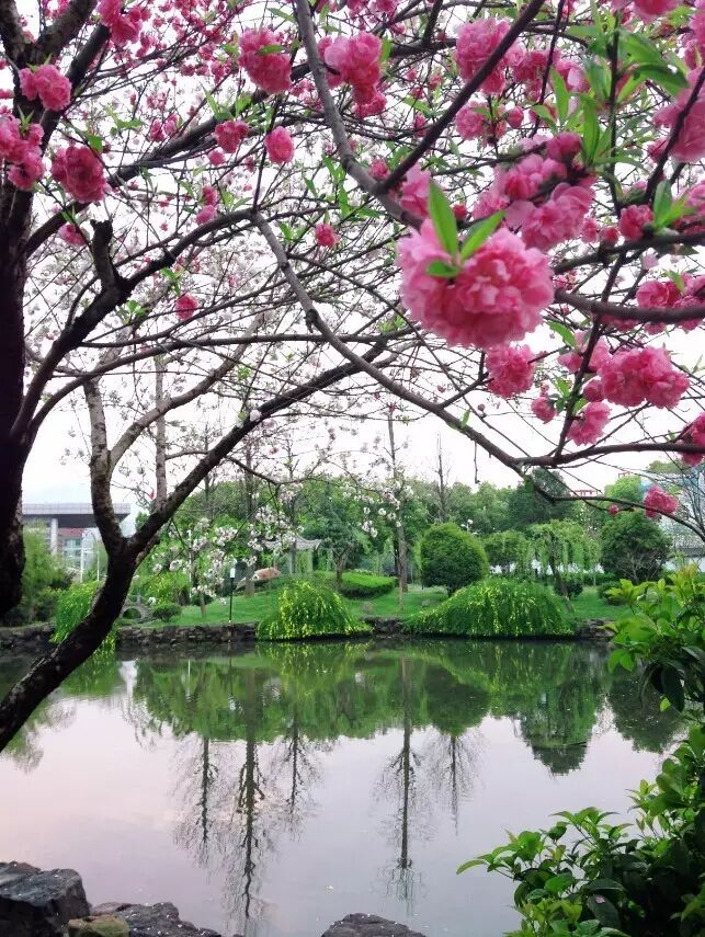 草塔中学这两年是一年比一年美.草塔中学你懂的!