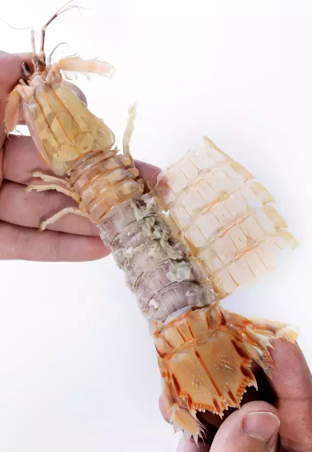 肉味鲜甜嫩滑,淡而柔软口虾蛄|螳螂虾|软甲纲怎么剥不信你学不会咧~有