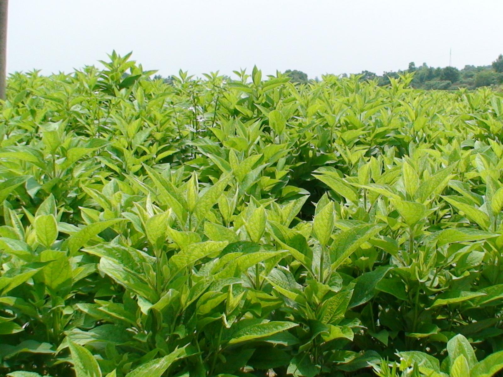 枣不能和什么一起吃红枣相克食物真相