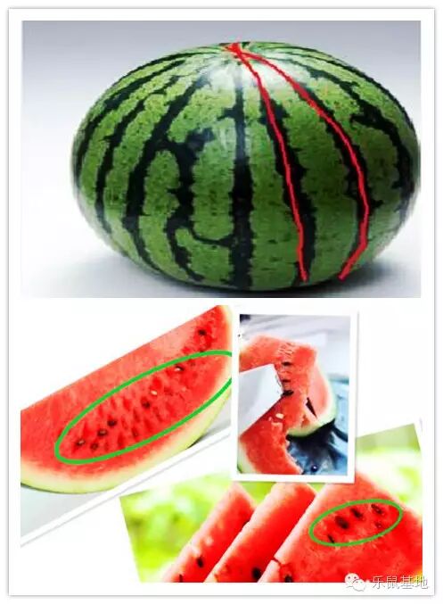 观察西瓜黑色的纹路,不用将西瓜一切为二,用到刀直接按着纹路从瓜柄切