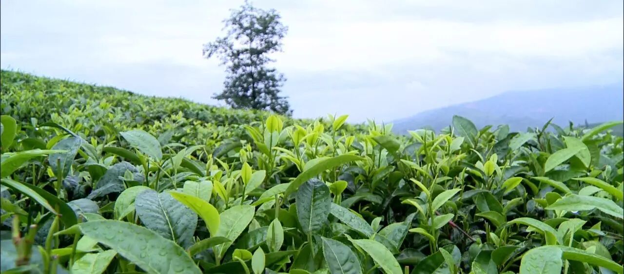 纪录片滇红茶制作技艺