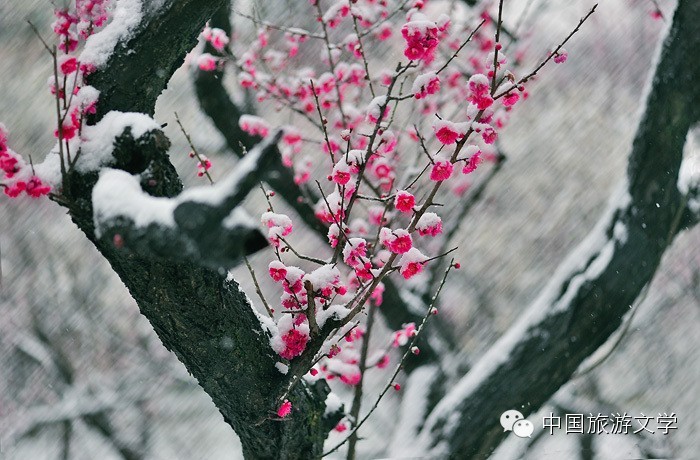 行走丨雪中寒梅