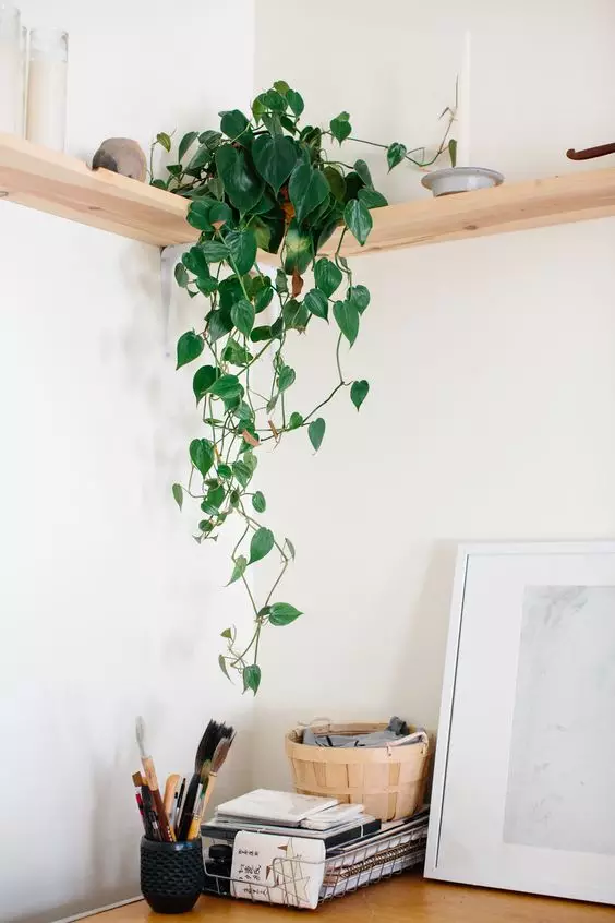 你家没地方种花?6招教你打造室内花园! 你家没地方种花?6招教你打造室内花园!