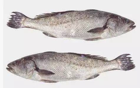 福建海鱼的种类图片
