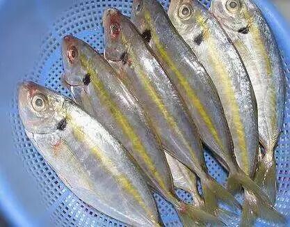 【姿势】闽南传统海鱼排名,你可能没见过它们的真实模样!