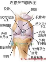 膝关节的损伤原因及治疗方法-第1张图片-体能网