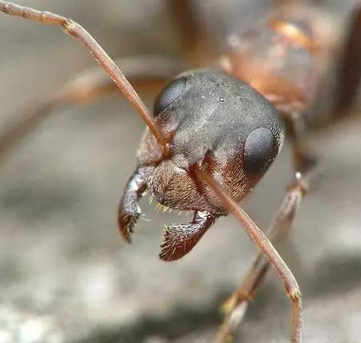 南美洲丛林无敌霸主:恐怖食肉蚁猎杀人类