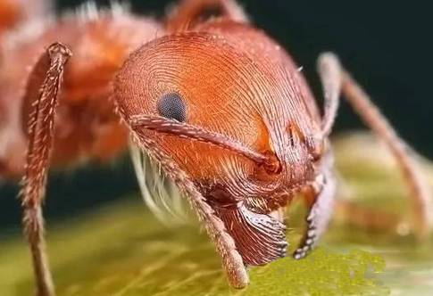 南美洲丛林无敌霸主:恐怖食肉蚁猎杀人类 