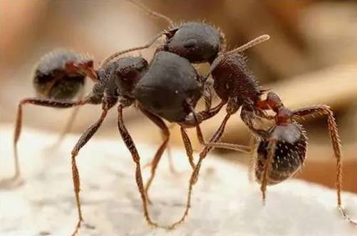 南美洲丛林无敌霸主:恐怖食肉蚁猎杀人类