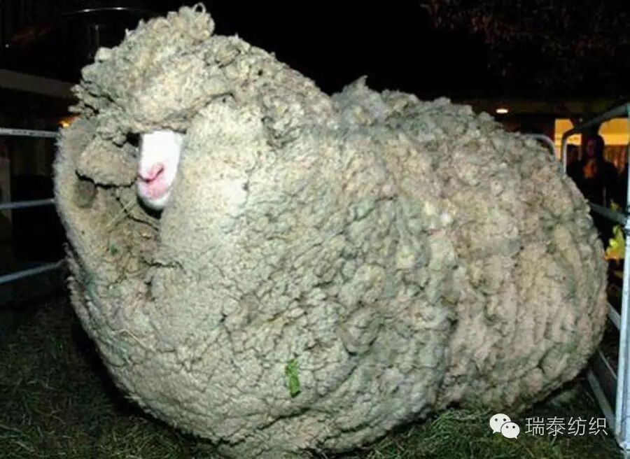 羊毛出在羊身上是什么生肖