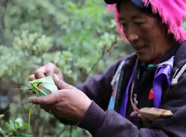 菌类文化艺术作品_菌类文化_菌菇文化有哪些