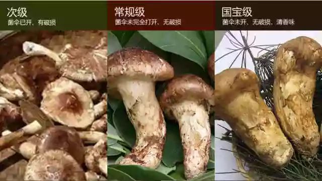 菌类文化_菌菇文化有哪些_菌类文化艺术作品