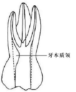 口腔H锉怎么消毒牙科医生必须看看----经典根管治疗总结_https://www.jmylbn.com_新闻资讯_第14张
