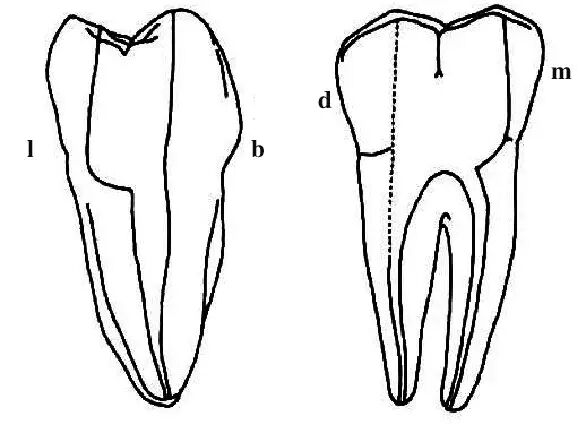 口腔H锉怎么消毒牙科医生必须看看----经典根管治疗总结_https://www.jmylbn.com_新闻资讯_第17张