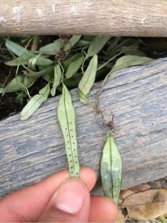 太湖深山的宝贝 鱼鳖草