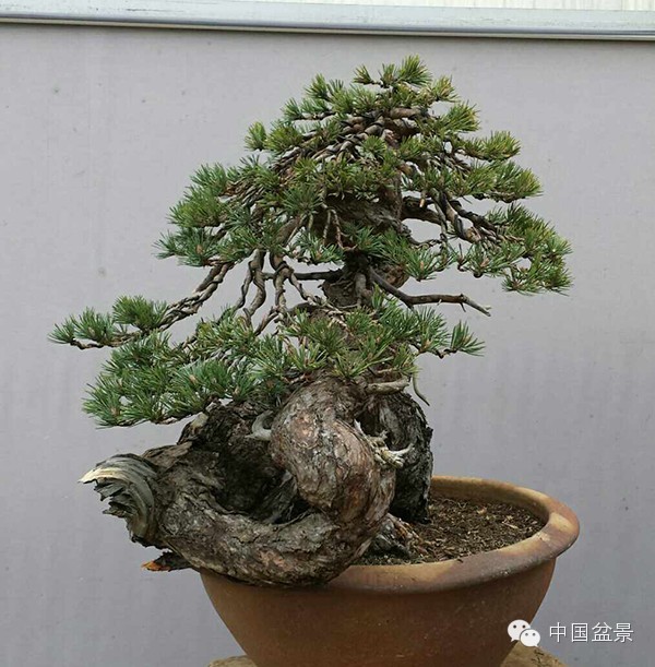 转载樟子松盆景改作实景与盆景新作欣赏