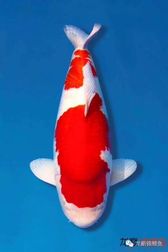 辩论精品锦鲤都是圆头?
