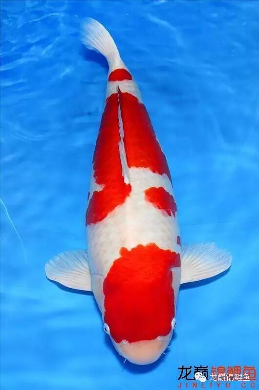 大小 饲料选择配置 基因因素等,一般在挑选有出巨鲤前途的锦鲤时,尖嘴